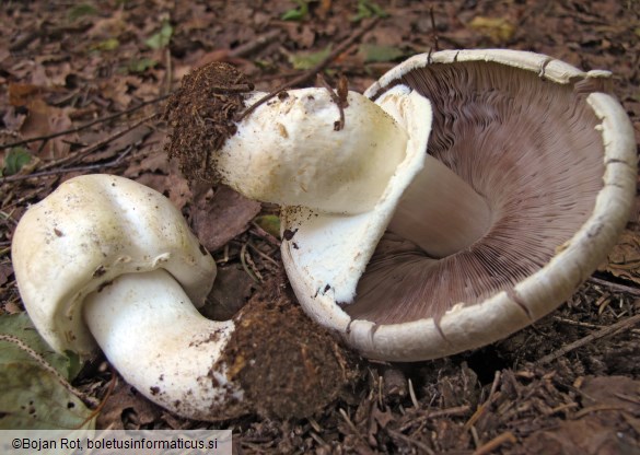 Agaricus sylvicola