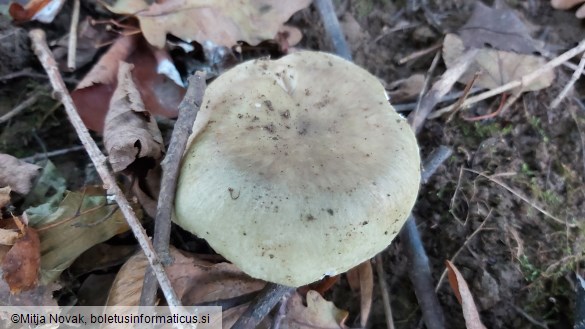 Russula heterophylla