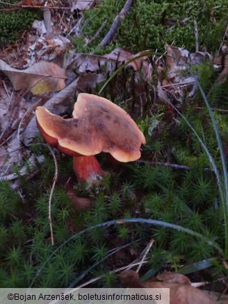 Neoboletus erythropus