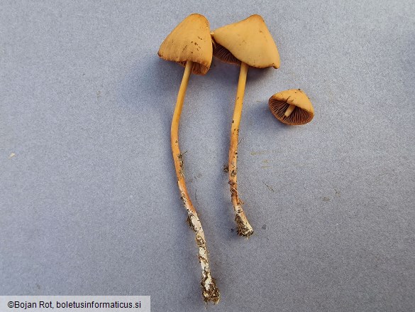 Conocybe macrospora