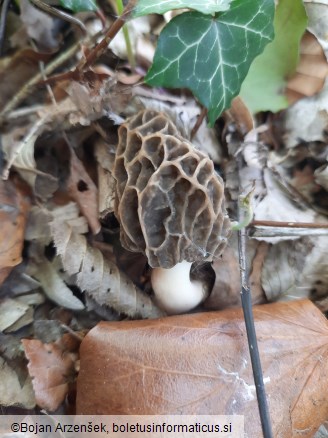 Morchella esculenta