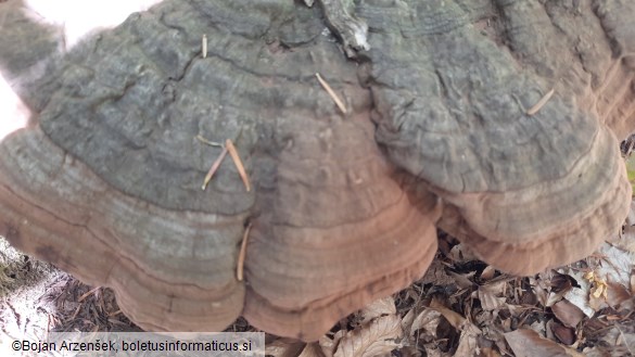 Ganoderma applanatum