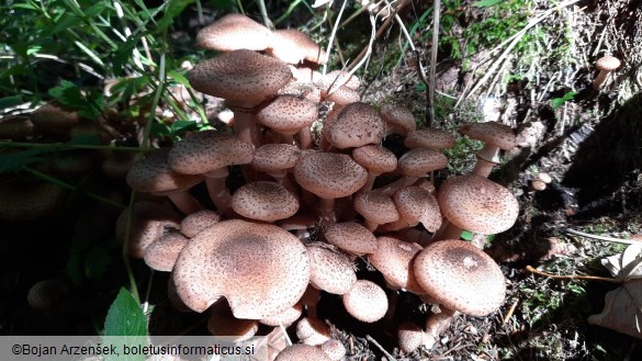 Armillaria ostoyae