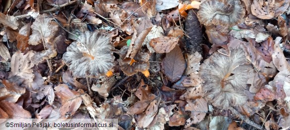 Cantharellus lutescens