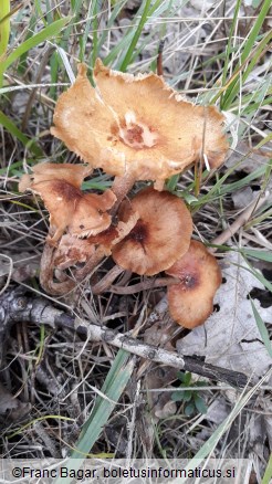 Armillaria tabescens