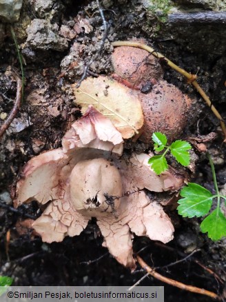 Geastrum rufescens