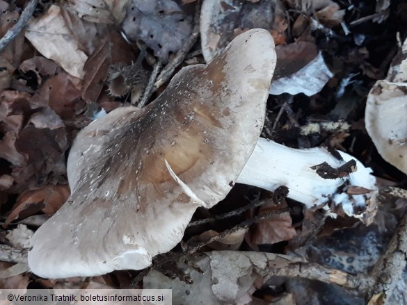 Clitocybe nebularis