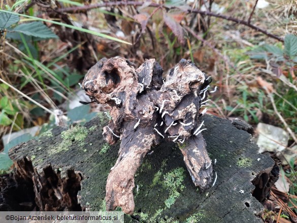 Xylaria hypoxylon