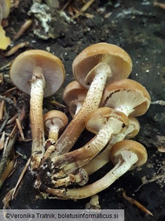 Kuehneromyces mutabilis