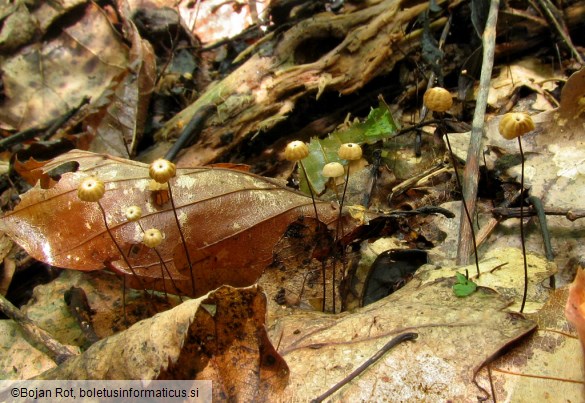 Marasmius bulliardii