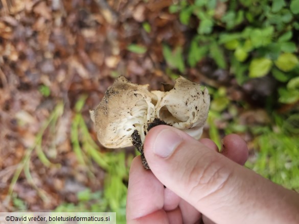 Helvella acetabulum