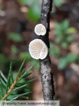 Crepidotus mollis