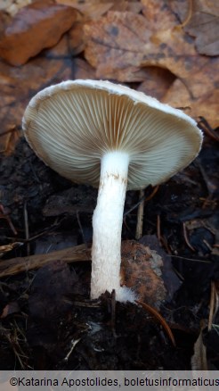 Pholiota lenta