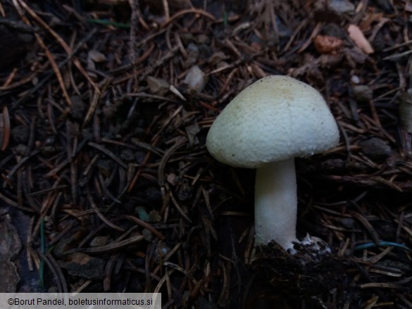 Agaricus silvicola