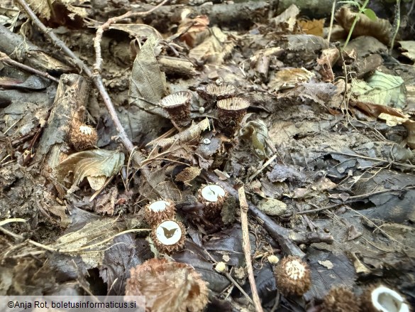 Cyathus striatus