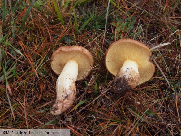 Suillus collinitus