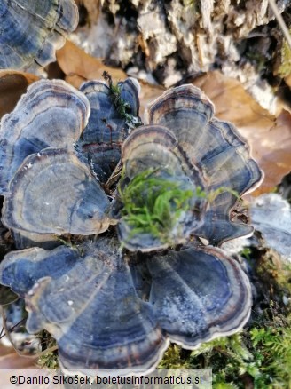 Trametes versicolor