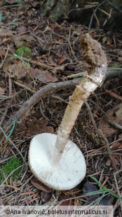 Amanita porphyria