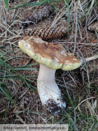 Boletus reticulatus