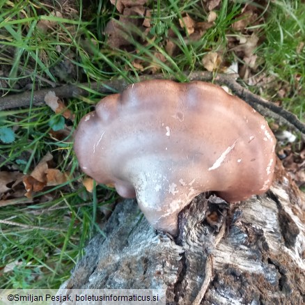 Fomitopsis betulina