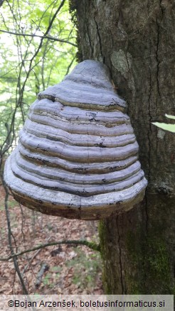 Fomes fomentarius