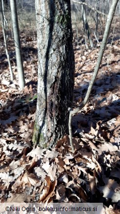 Phytophthora