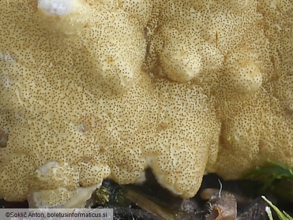 Trichoderma citrinum