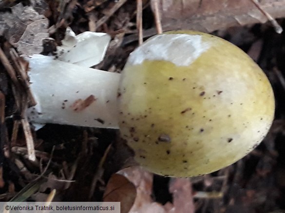 Amanita phalloides