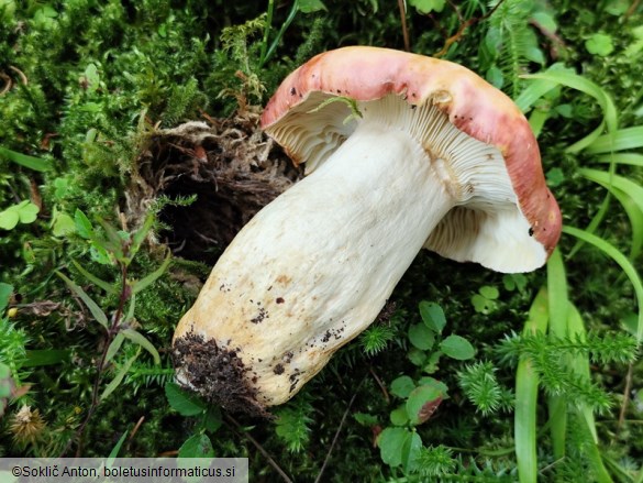 Russula viscida