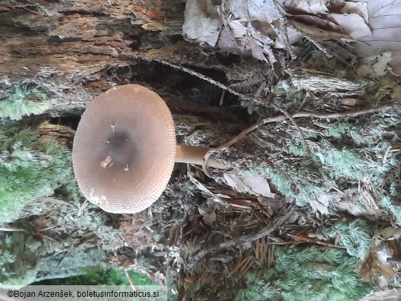 Amanita fulva