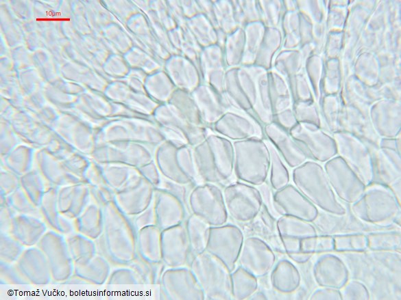 Arachnopeziza leonina