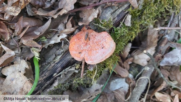 Pycnoporus cinnabarinus