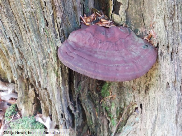 Ganoderma resinaceum