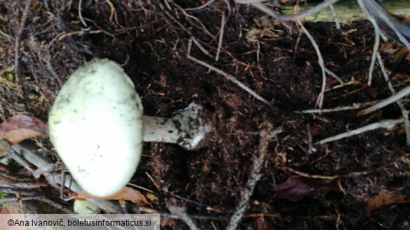 Amanita citrina