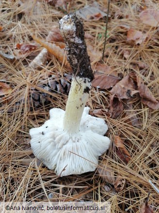 Tricholoma portentosum