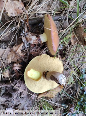 Suillus luteus