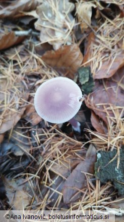 Mycena pura