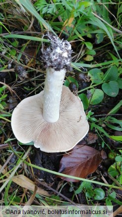 Hebeloma sinapizans