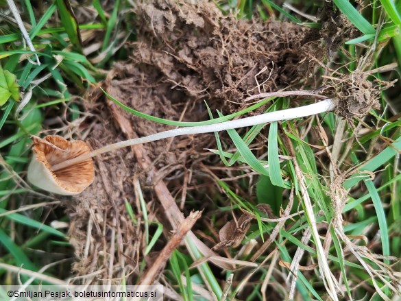 Conocybe apala