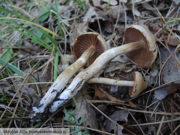 Cortinarius hinnuleus