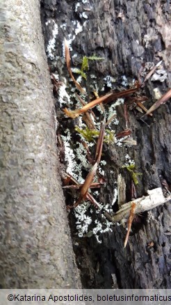 Ceratiomyxa fruticulosa