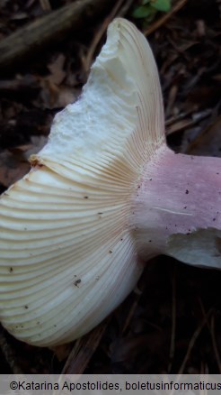 Russula amoena