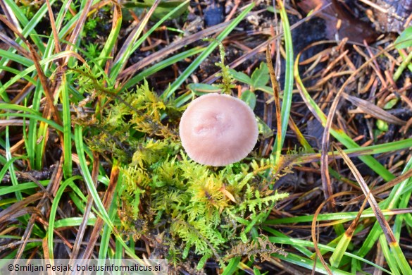 Laccaria bicolor