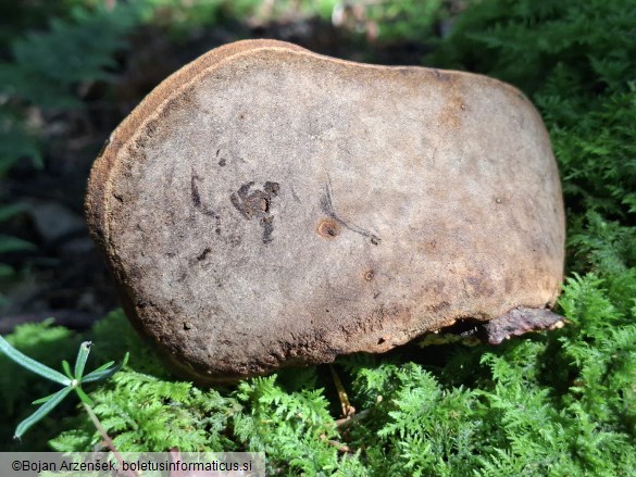 Phellinus hartigii
