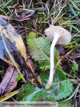 Cuphophyllus virgineus