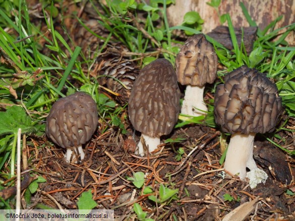 Morchella deliciosa