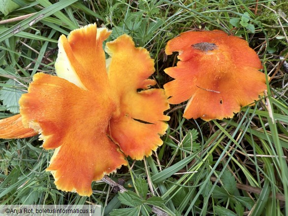 Hygrocybe intermedia