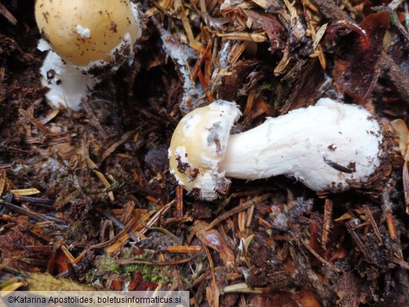 Amanita gemmata