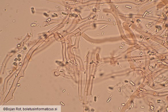 Byssomerulius corium