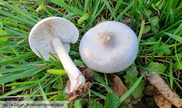 Melanoleuca exscissa